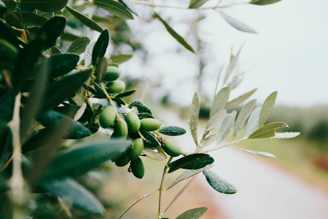Embracing the Mediterranean Way: A Path to Longevity
